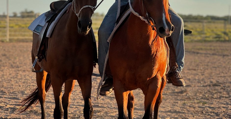 Novice Mare