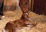 Acres Destiny Foal