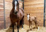 Acres Destiny Foal