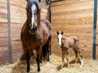 mare-and-foal-right-aligned