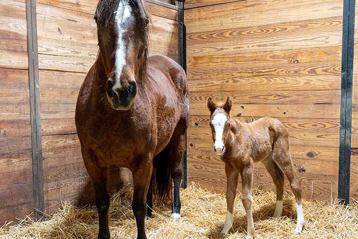 Acres Destiny Foal