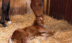 Acres Destiny Foal